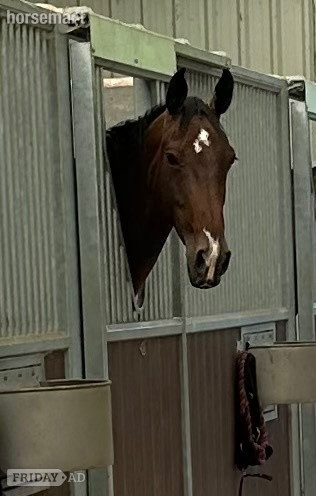 "Fabaroo" Bay Mare All Rounder in Winsford