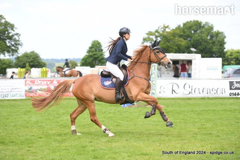 "Babe " Chestnut Mare All Rounder