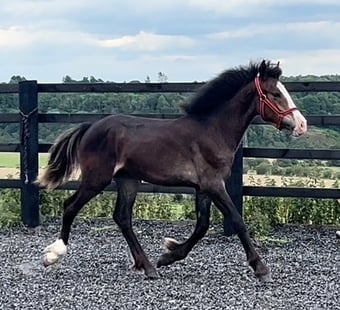 "Connemara x Cob " Chocolate Dun Filly Showing Horse