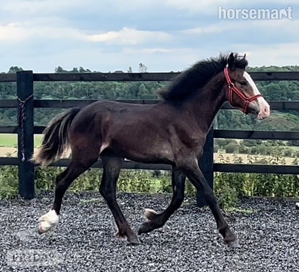 "Connemara x Cob " Chocolate Dun Filly Showing Horse in Leeds