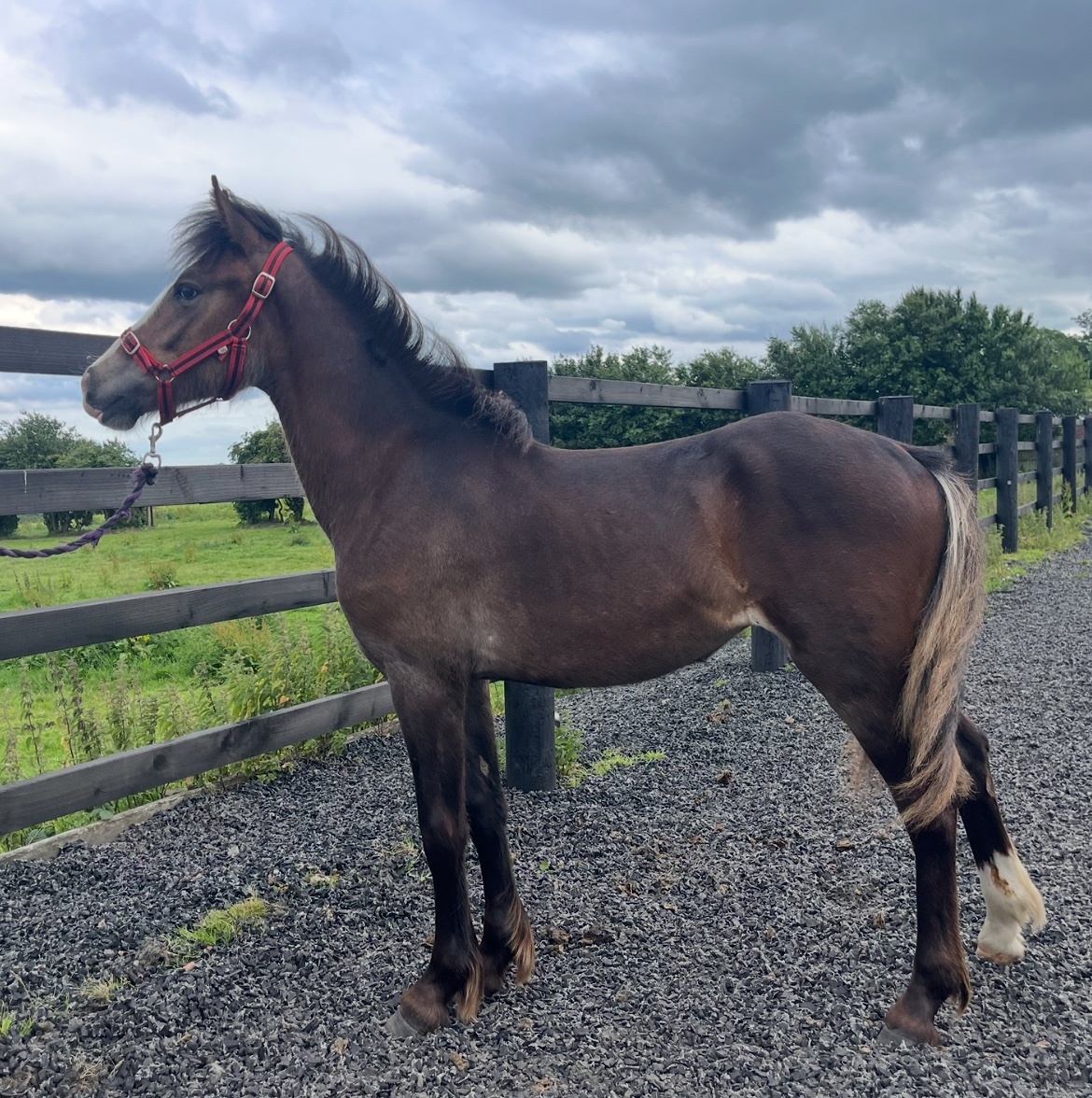 "Connemara x Cob " Chocolate Dun Filly Showing Horse