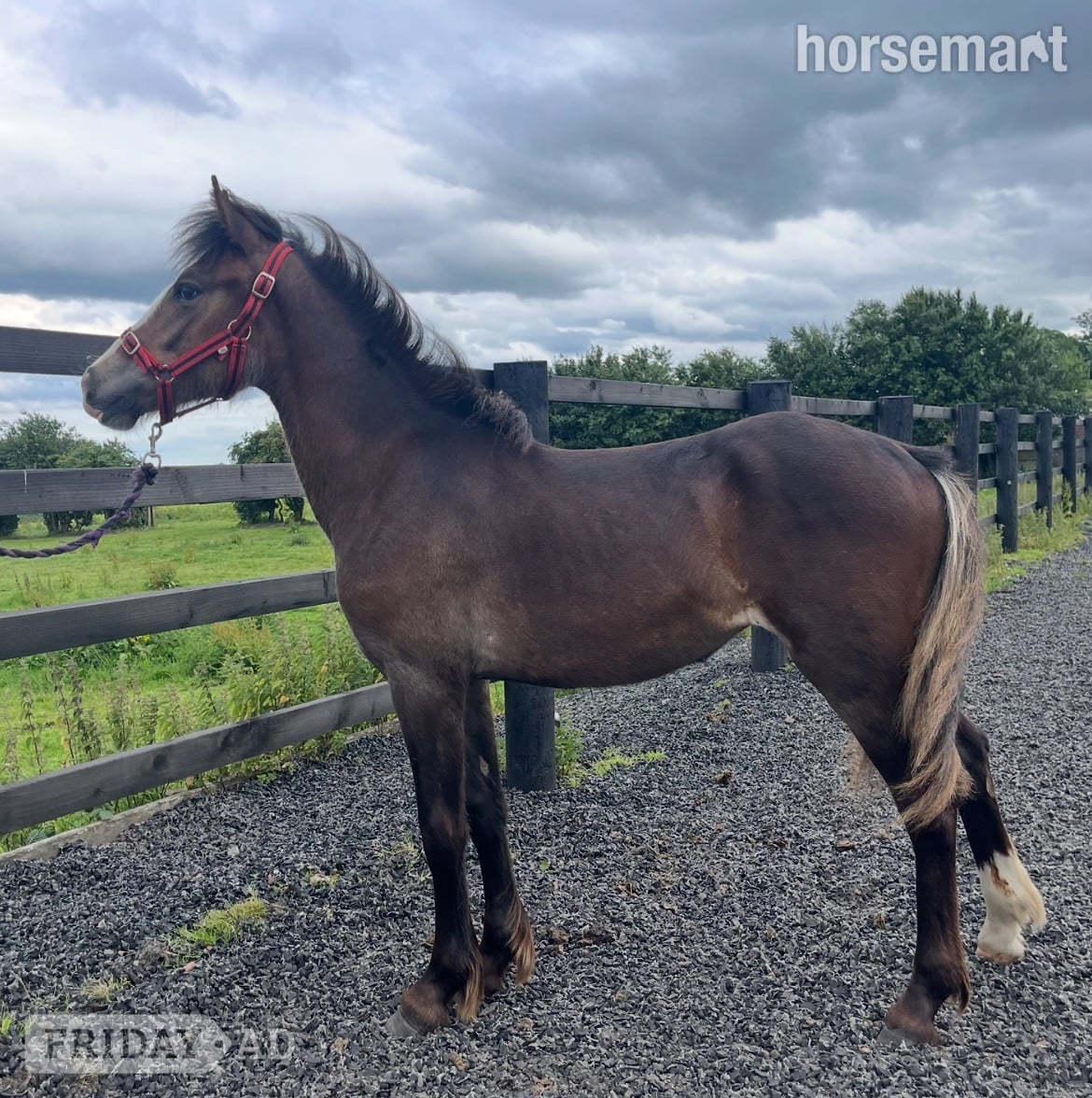 "Connemara x Cob " Chocolate Dun Filly Showing Horse