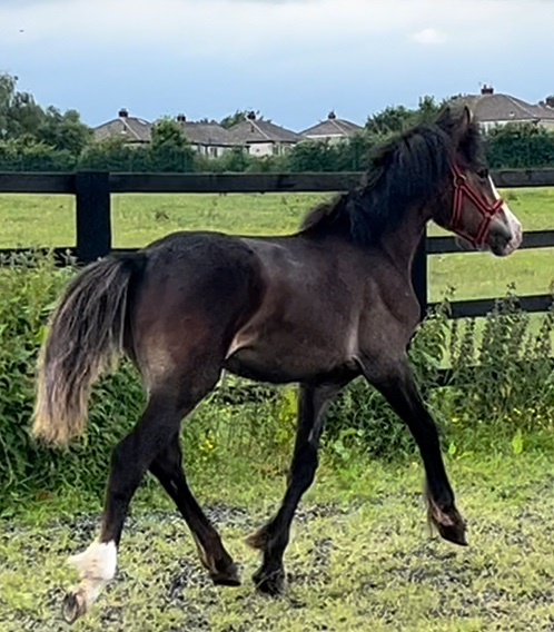 Leeds "Connemara x Cob " Chocolate Dun Filly Showing Horse