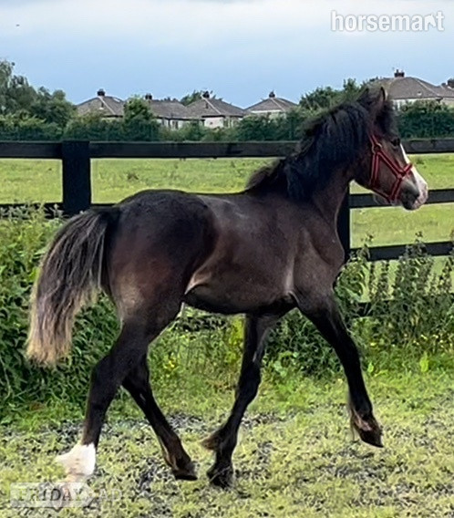 Leeds "Connemara x Cob " Chocolate Dun Filly Showing Horse