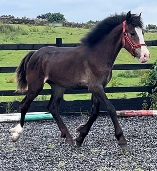 "Connemara x Cob " Chocolate Dun Filly Showing Horse - Horses in Leeds