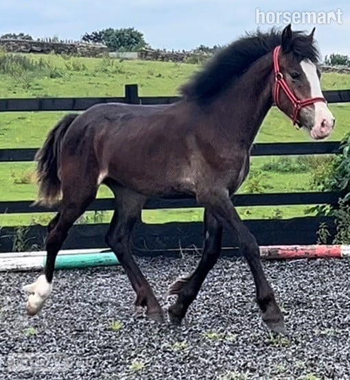 "Connemara x Cob " Chocolate Dun Filly Showing Horse - Horses in Leeds