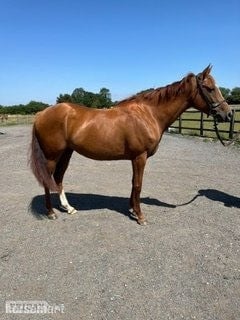 "Nellie" Chestnut Mare Project Horse in Woodhall Spa