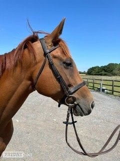 "Nellie" Chestnut Mare Project Horse
