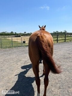 Woodhall Spa "Nellie" Chestnut Mare Project Horse