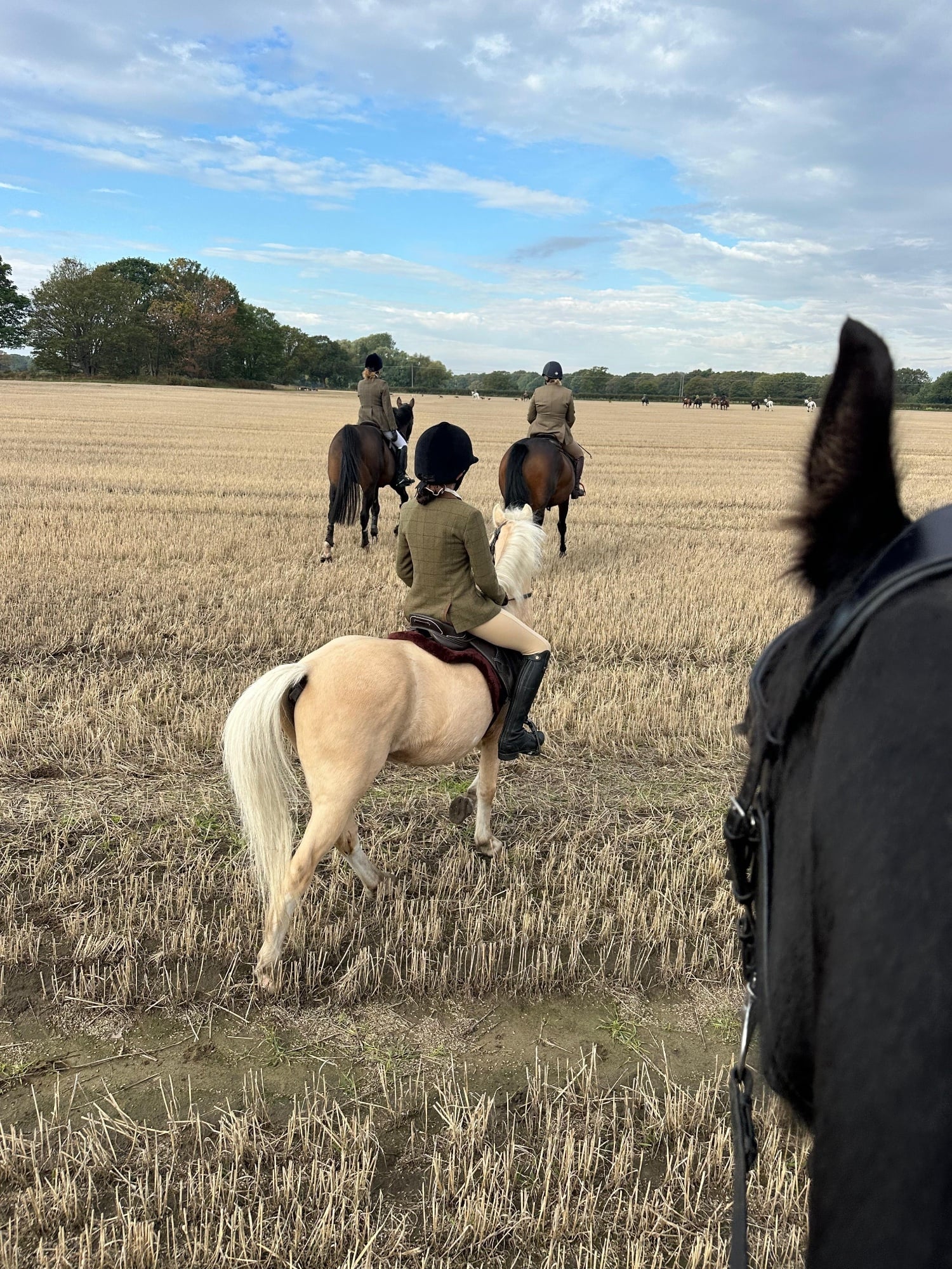 Small Adult or Teen Required! - Horses