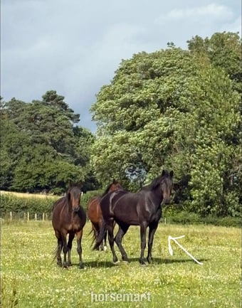 "Buckland Rogue Fox" Brown Gelding Project Horse