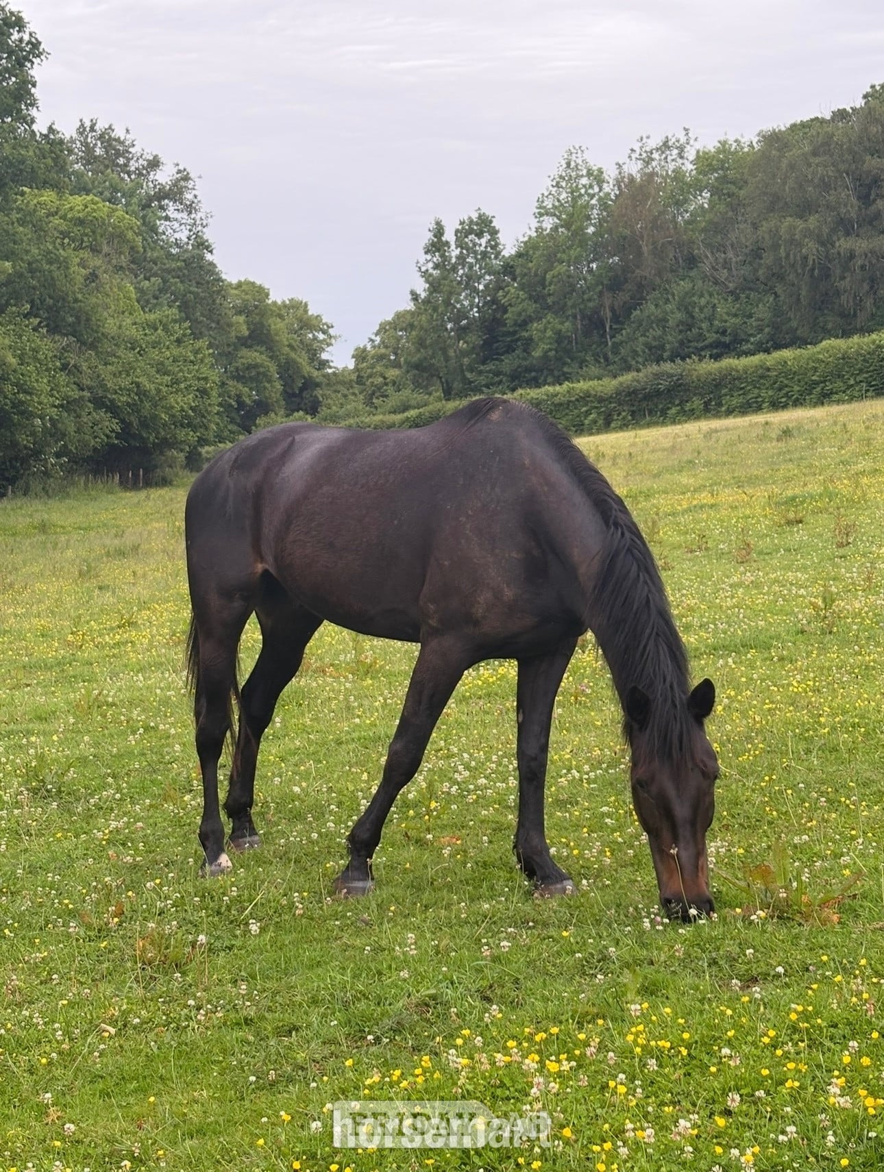 "Buckland Rogue Fox" Brown Gelding Project Horse