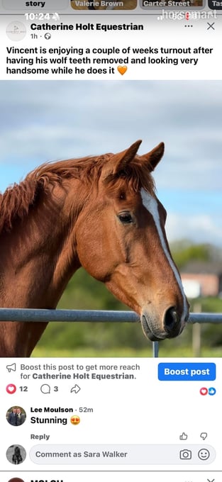 "Vincent" Chestnut Gelding All Rounder