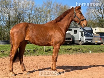 "Vincent" Chestnut Gelding All Rounder