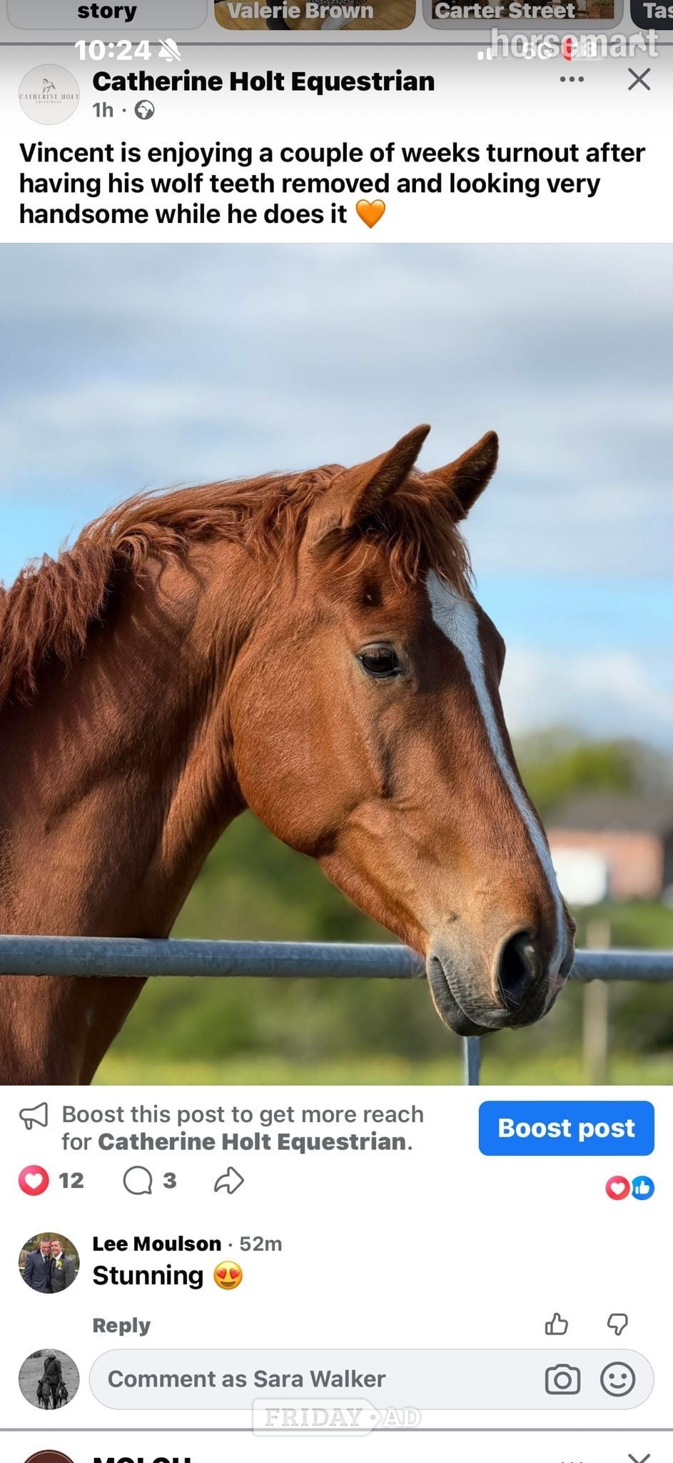 "Vincent" Chestnut Gelding All Rounder in Stafford