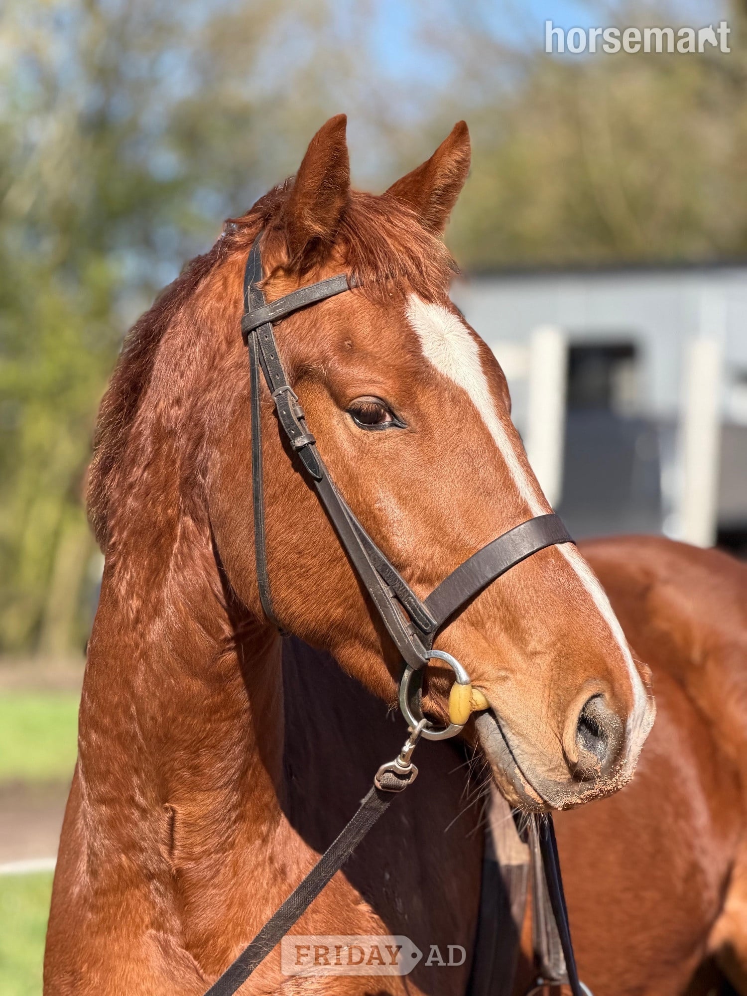 Stafford "Vincent" Chestnut Gelding All Rounder