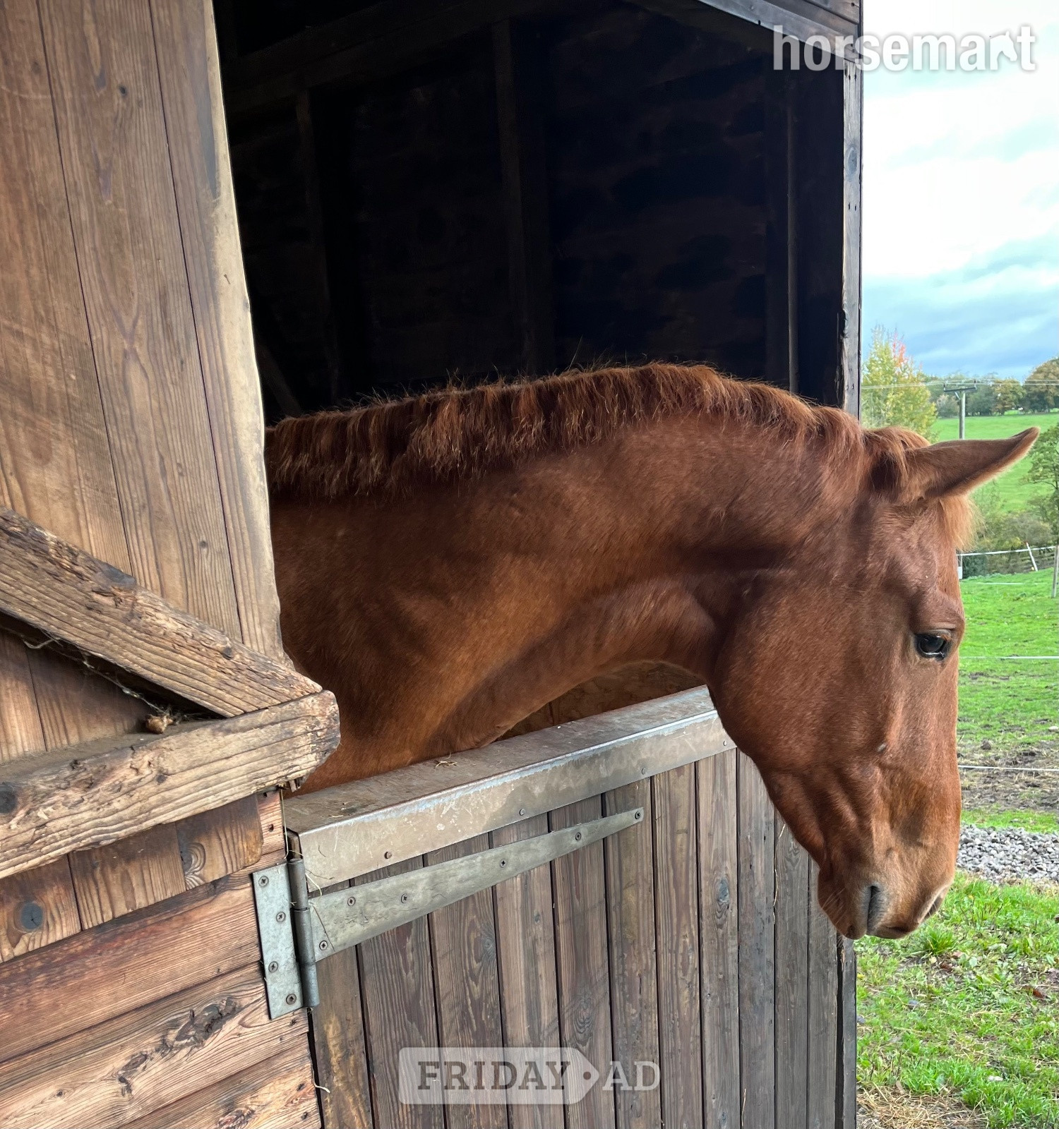 "Vincent" Chestnut Gelding All Rounder - Horses in Stafford