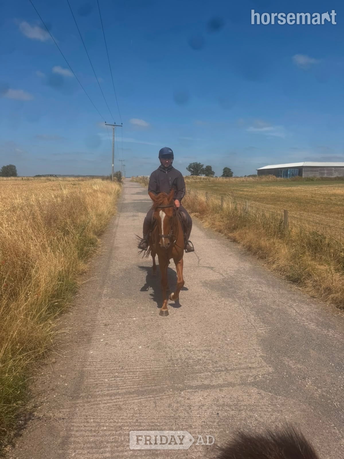 "Vincent" Chestnut Gelding All Rounder - 
