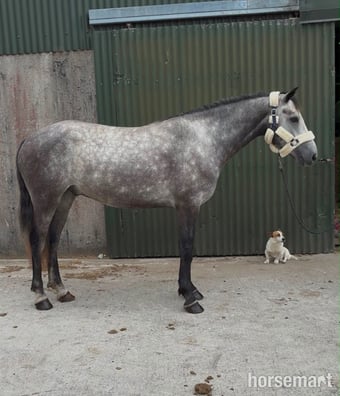 "Logan" Grey Gelding All Rounder