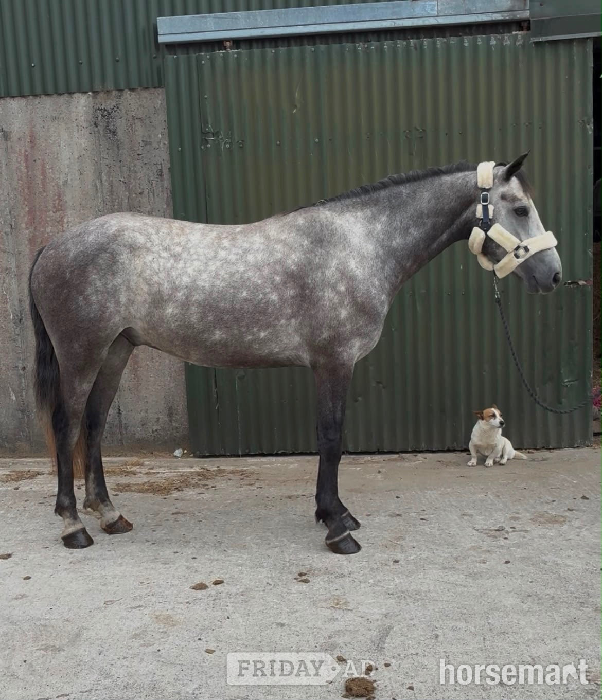 "Logan" Grey Gelding All Rounder in Collooney