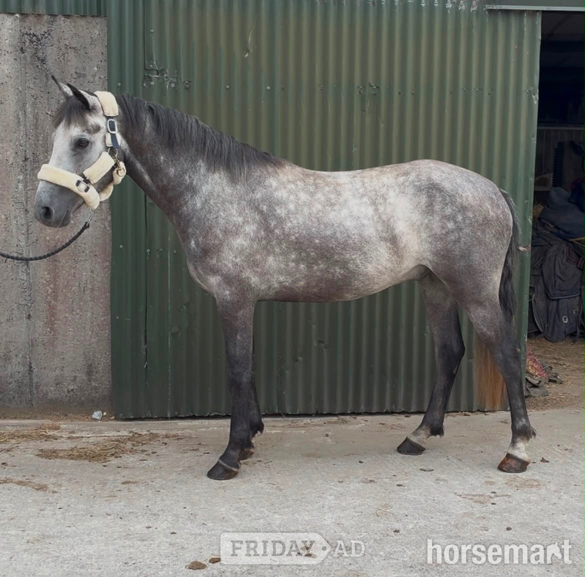 "Logan" Grey Gelding All Rounder