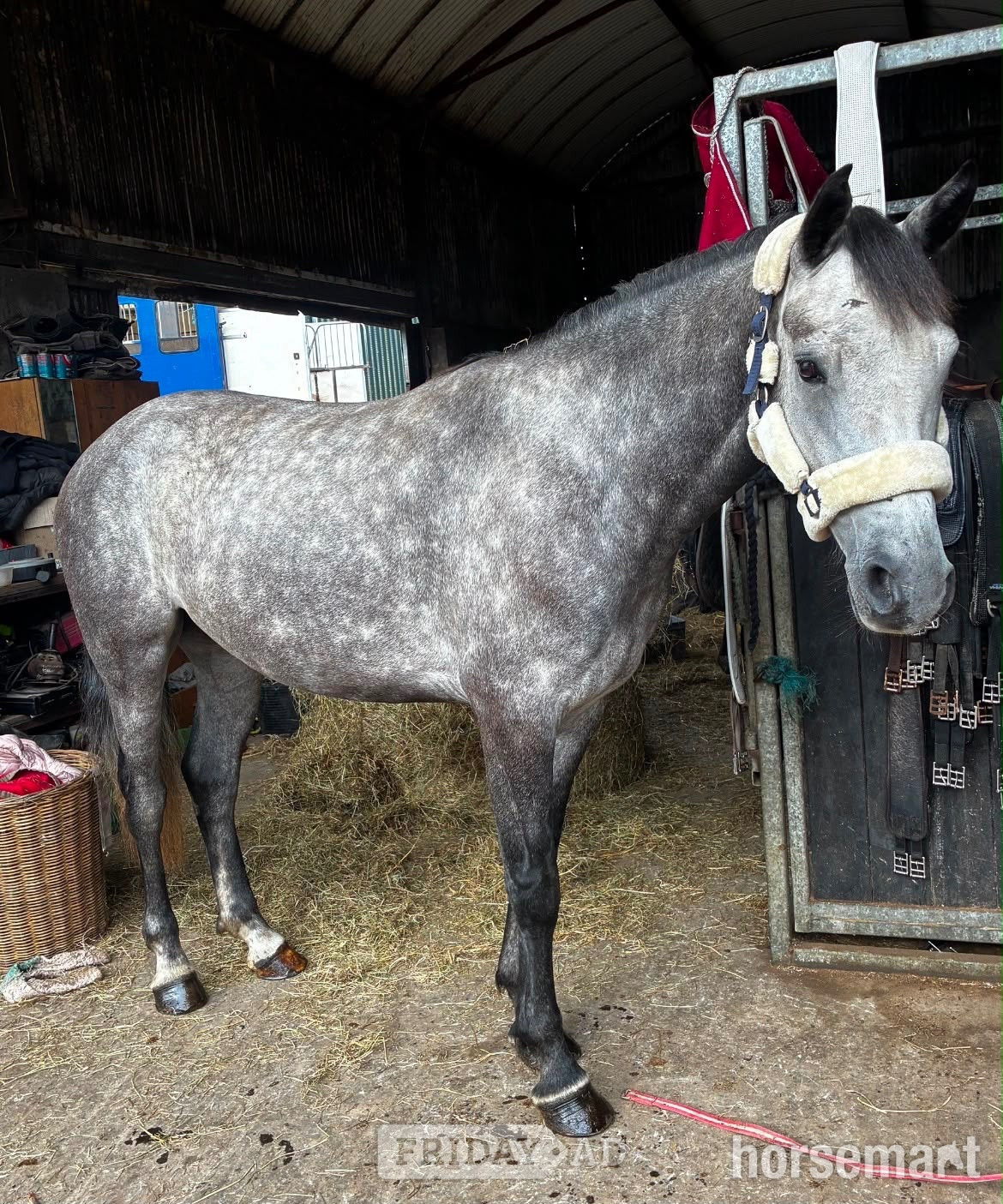 Collooney "Logan" Grey Gelding All Rounder