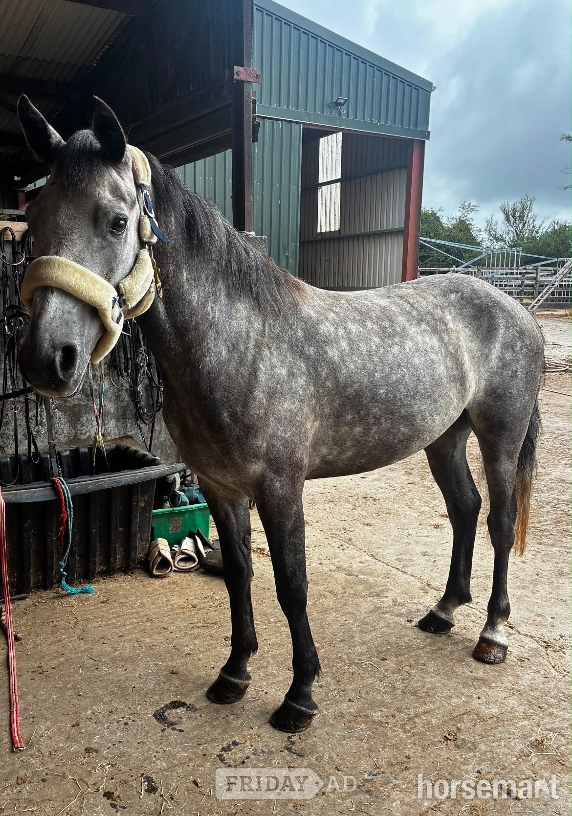 "Logan" Grey Gelding All Rounder - Horses in Collooney