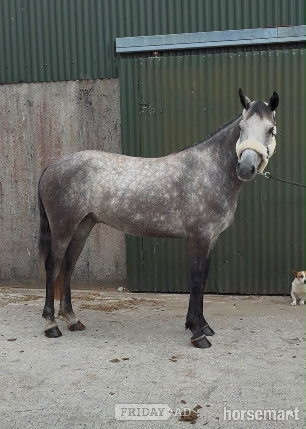 "Logan" Grey Gelding All Rounder - Horses