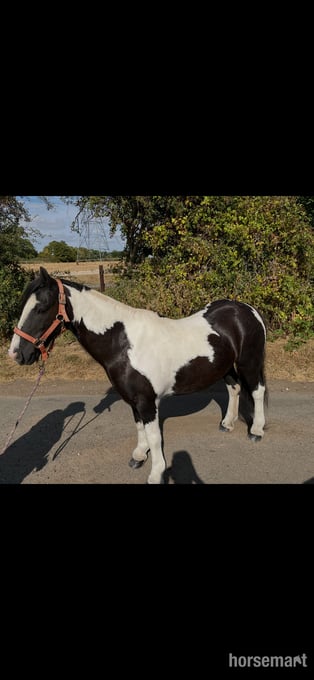 "Buzz" Piebald Gelding Lead Rein/First Ridden Pony