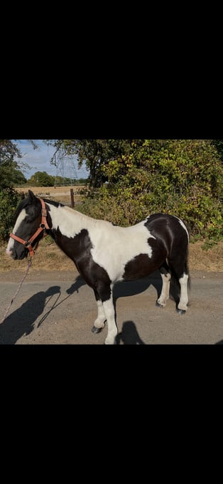"Buzz" Piebald Gelding Lead Rein/First Ridden Pony