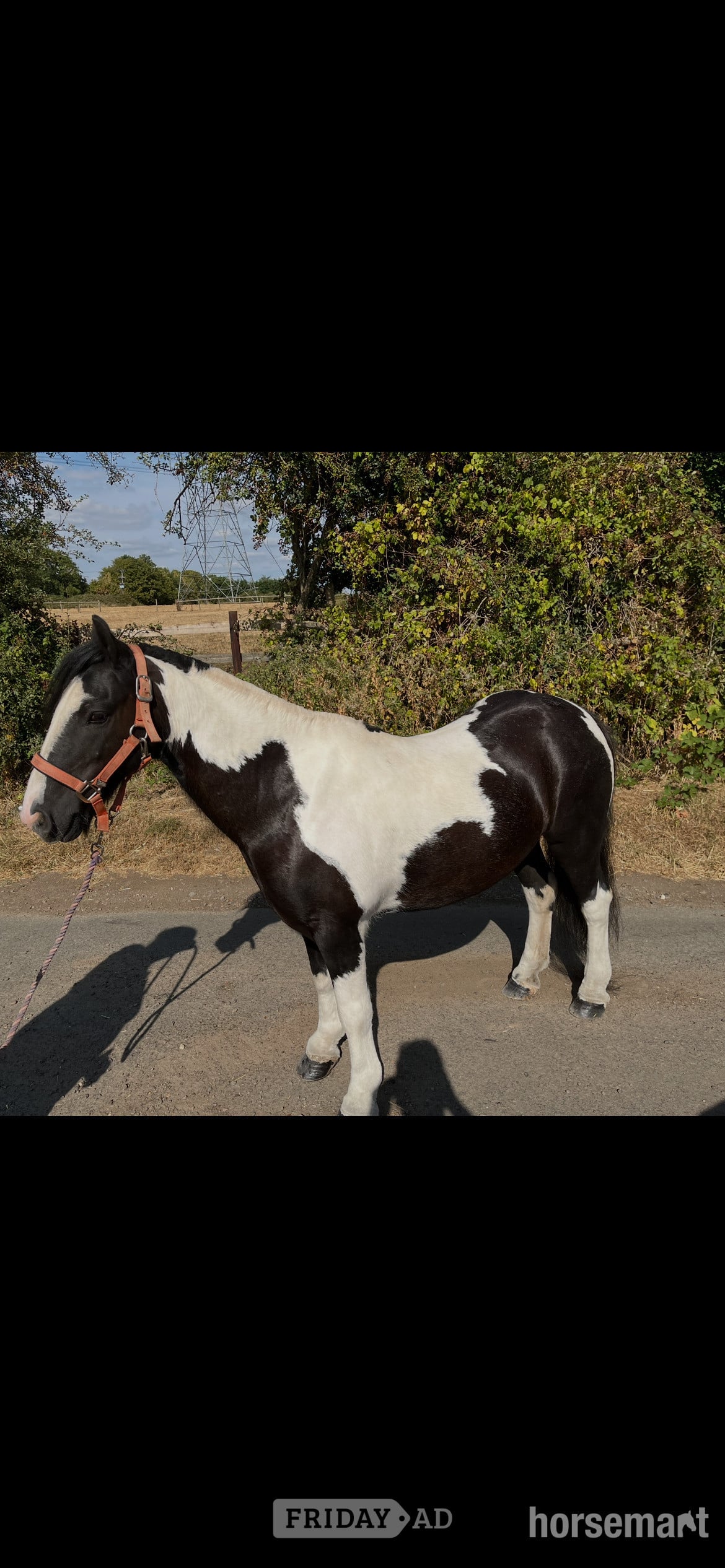"Buzz" Piebald Gelding Lead Rein/First Ridden Pony in Hinckley