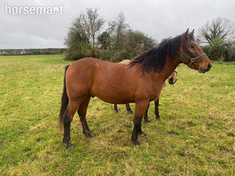 "Fintans Bobby " Bay Gelding All Rounder