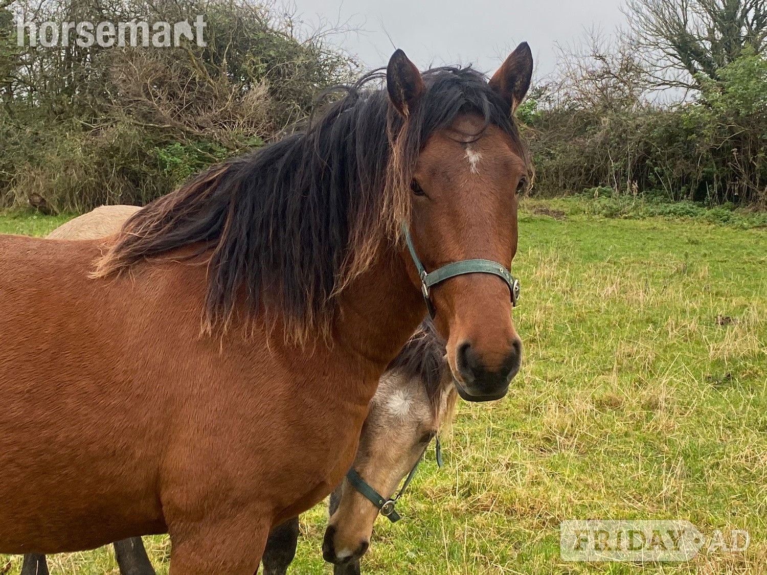"Fintans Bobby " Bay Gelding All Rounder