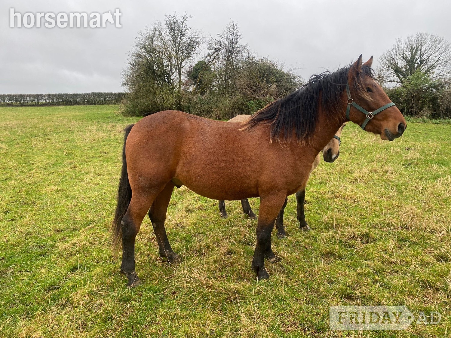 "Fintans Bobby " Bay Gelding All Rounder in Kildare