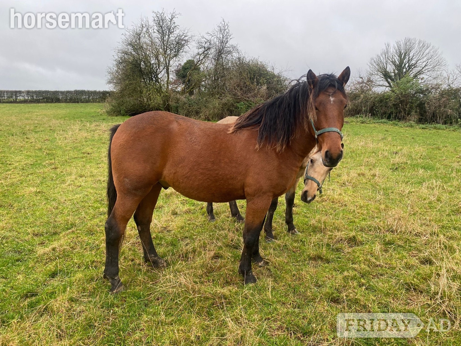 Kildare "Fintans Bobby " Bay Gelding All Rounder