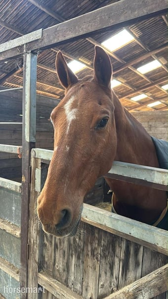 Ex polo pony for part loan