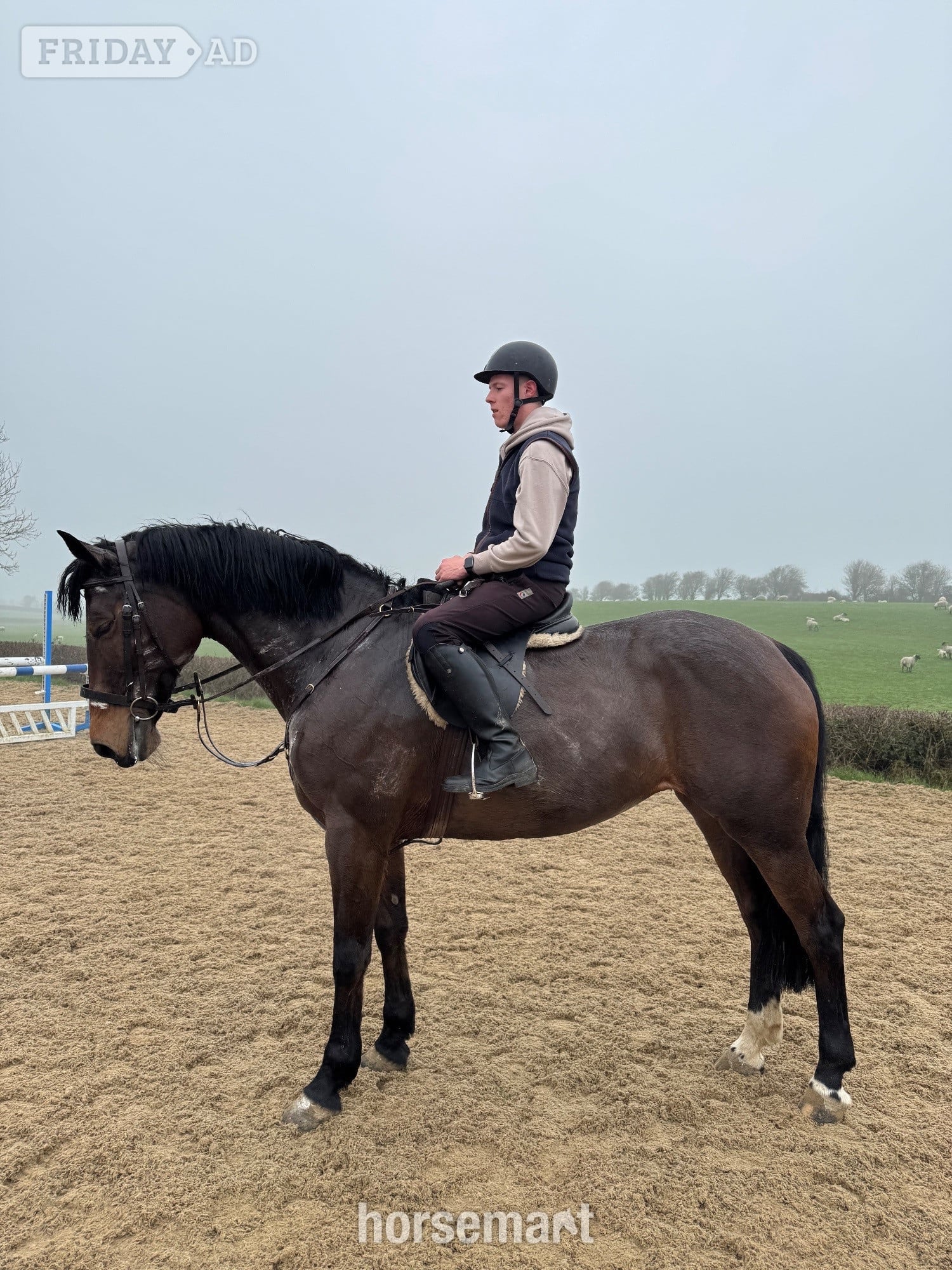 "LEVITA PROOSTHOF Z" Bay Mare All Rounder in Pontypridd