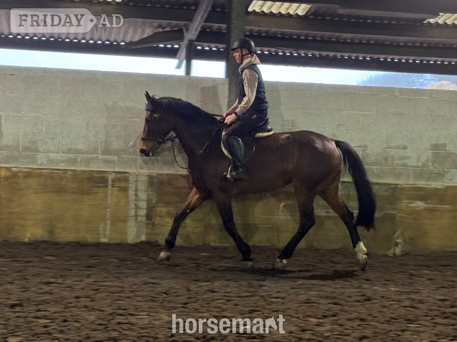 "LEVITA PROOSTHOF Z" Bay Mare All Rounder - Horses