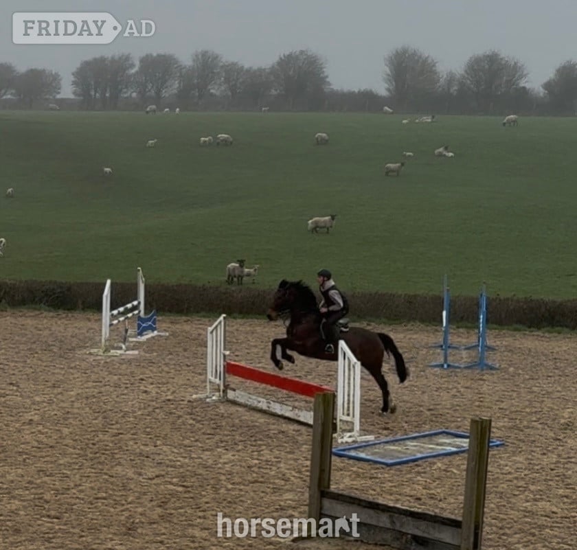 "LEVITA PROOSTHOF Z" Bay Mare All Rounder - Horses in Pontypridd
