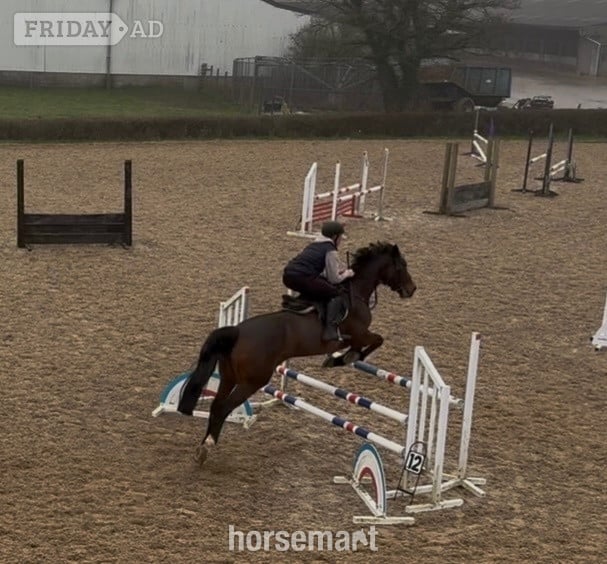 "LEVITA PROOSTHOF Z" Bay Mare All Rounder