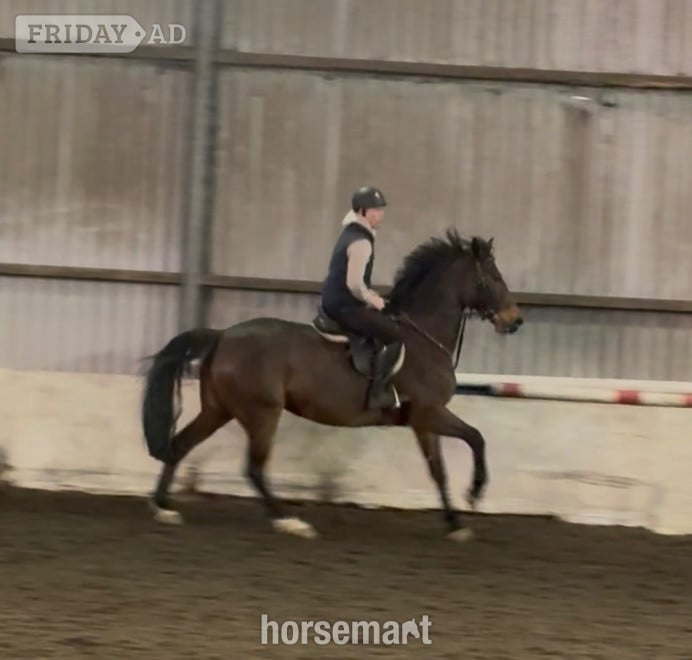 Pontypridd "LEVITA PROOSTHOF Z" Bay Mare All Rounder