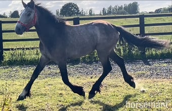 "Irish Draught x Connemara " Dun Filly Young Sport Horse