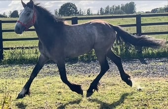 "Irish Draught x Connemara " Dun Filly Young Sport Horse