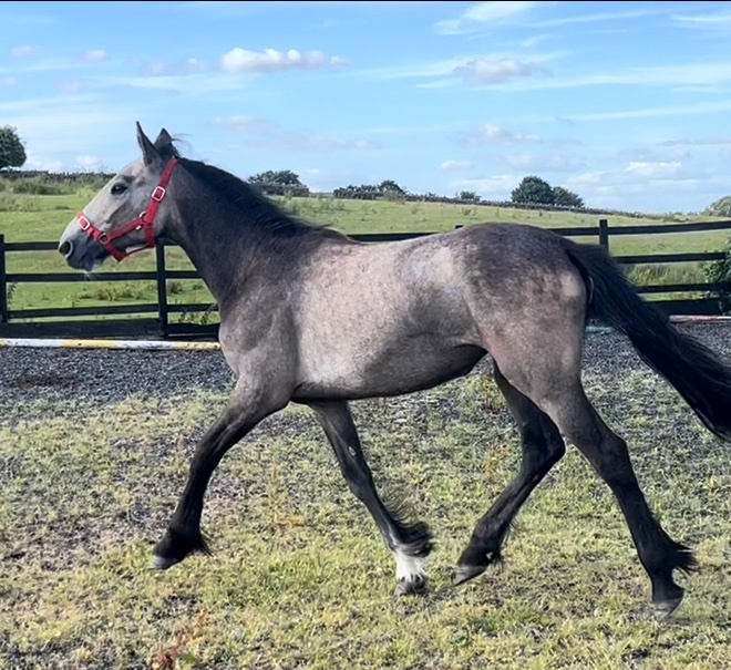"Irish Draught x Connemara " Dun Filly Young Sport Horse