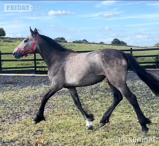 "Irish Draught x Connemara " Dun Filly Young Sport Horse