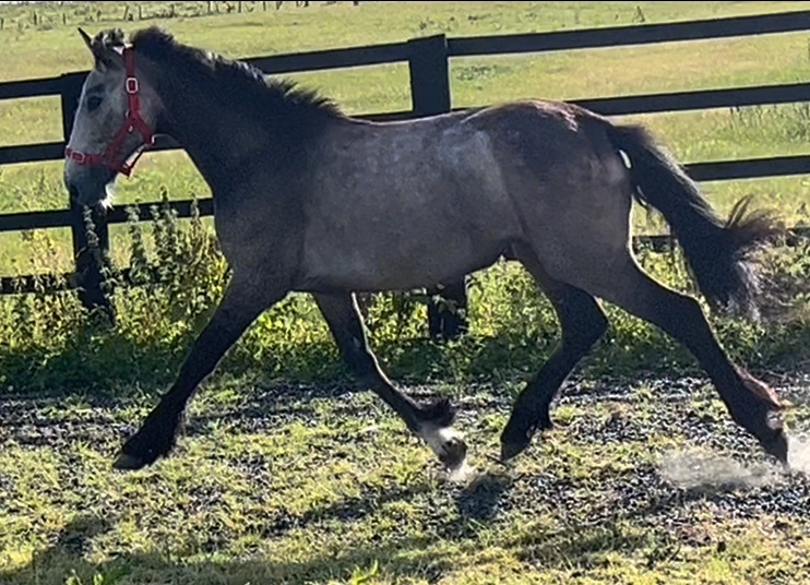 Leeds "Irish Draught x Connemara " Dun Filly Young Sport Horse