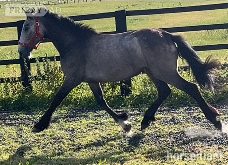 Leeds "Irish Draught x Connemara " Dun Filly Young Sport Horse