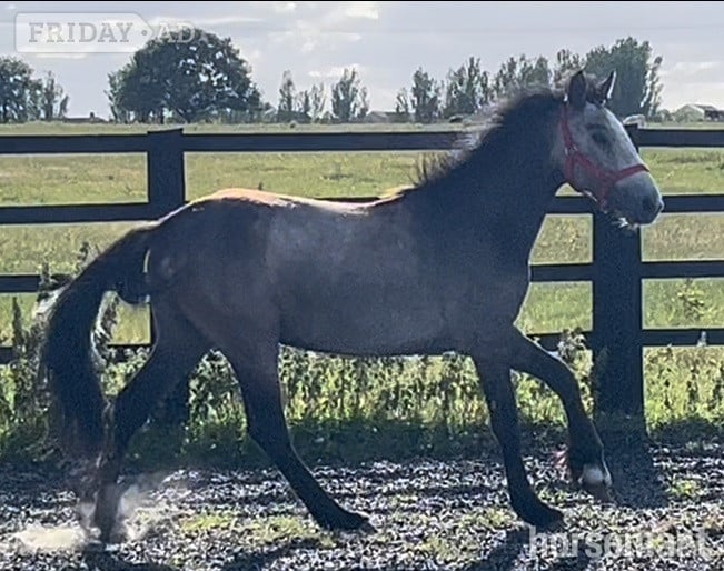 "Irish Draught x Connemara " Dun Filly Young Sport Horse - Horses in Leeds