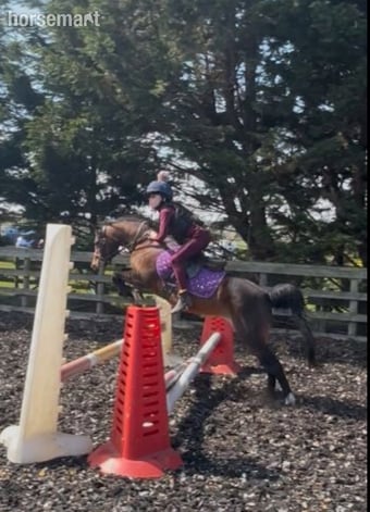 "Poppy" Bay Mare All Rounder