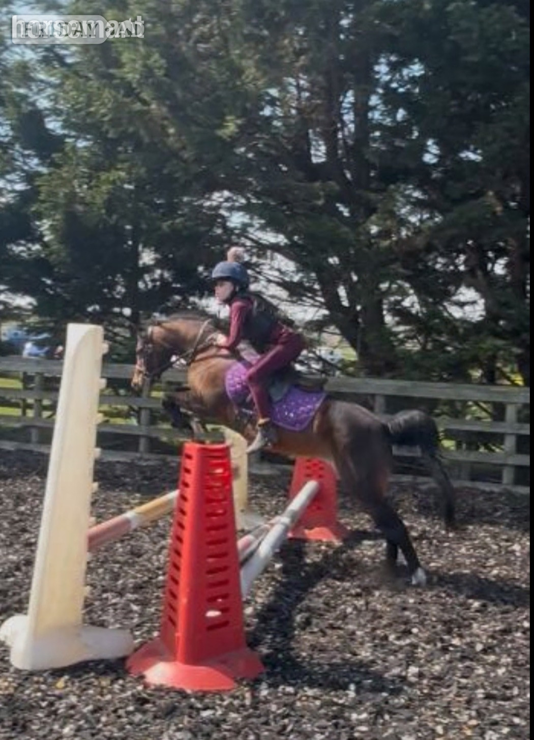 "Poppy" Bay Mare All Rounder in Redcar